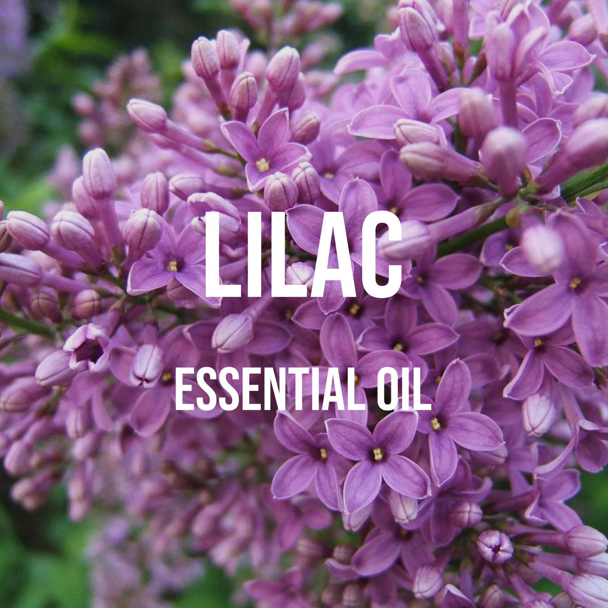Candle Supplies Essential Oils - Lilac Essential Oil Premium Grade Undiluted,